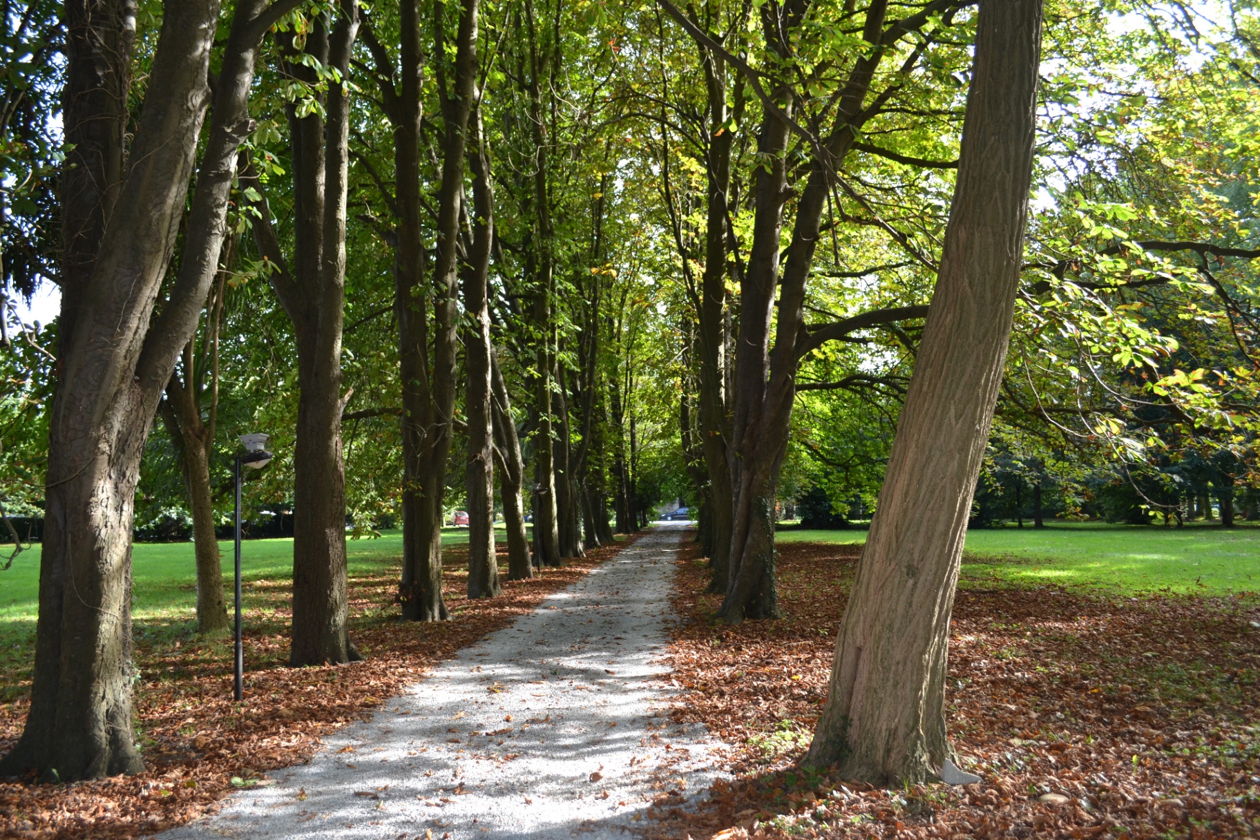 Paseo de castaños centenarios en la finca de la Hostería de Castañeda