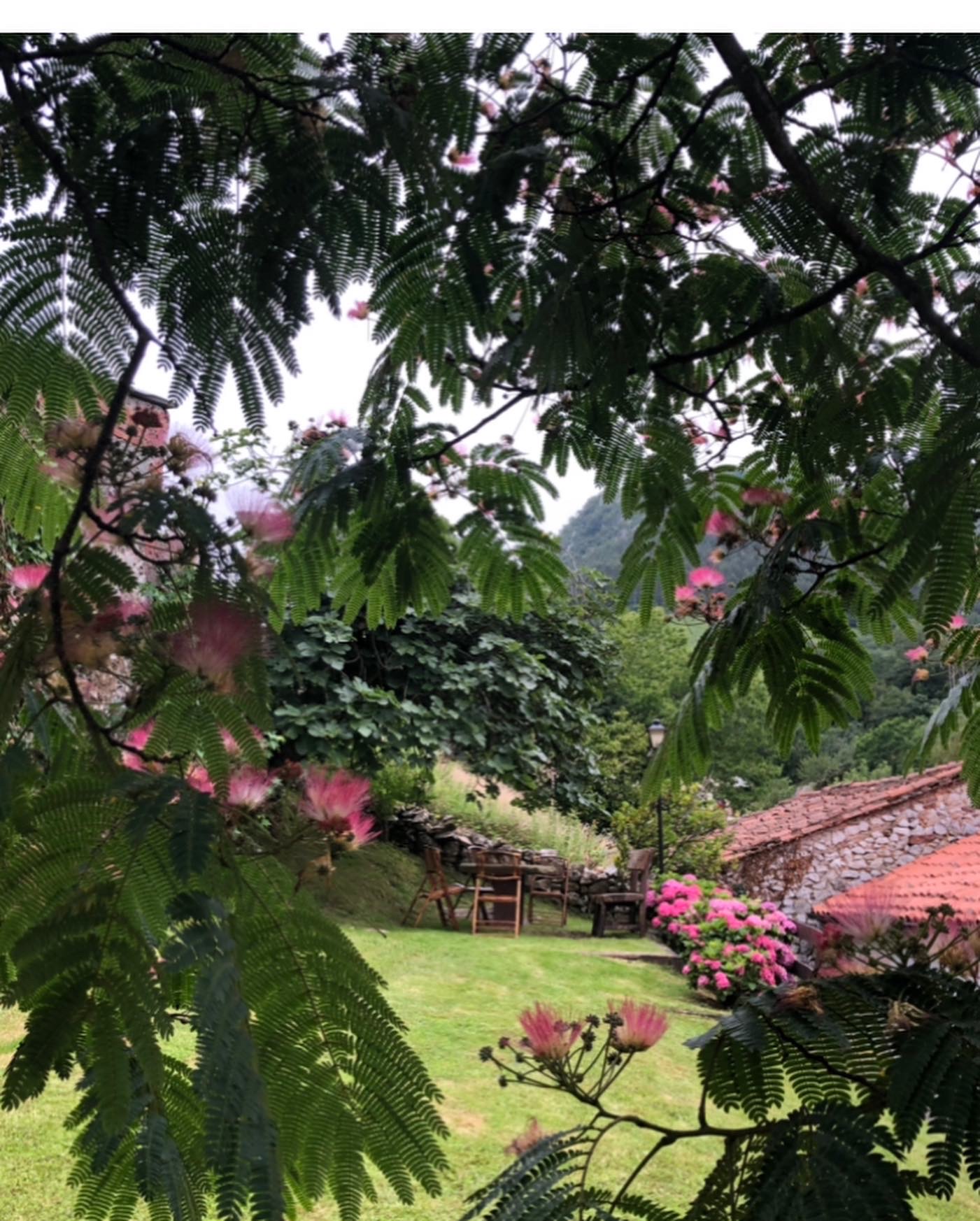 Jardín de la Hostería con mimosas en flor